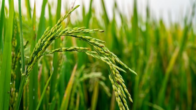 விவசாயம்