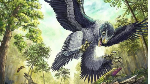 Seed Clue To How Birds Survived Mass Extinction Bbc News