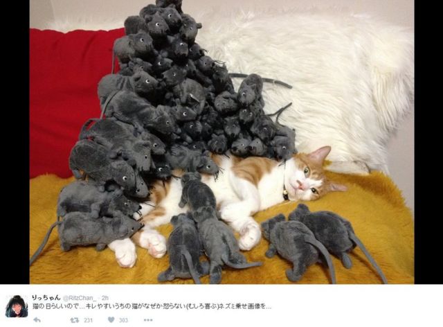Picture of Twitter user RitzChan's cat