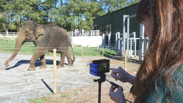 Gajah, selfie