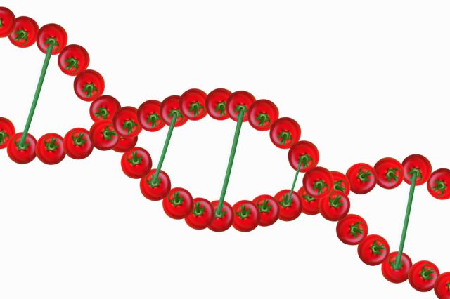 Визуализация спирали ДНК из помидоров