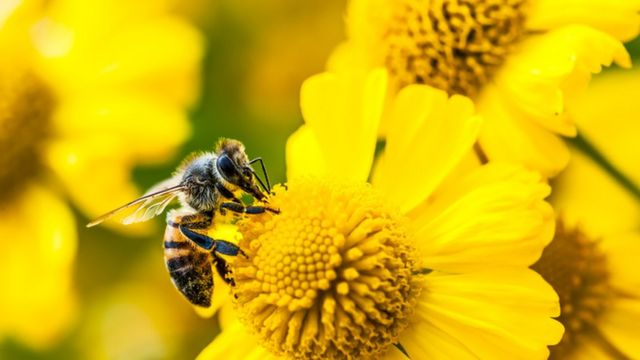 A reprodução de algumas plantas depende exclusivamente do trabalho das abelhas