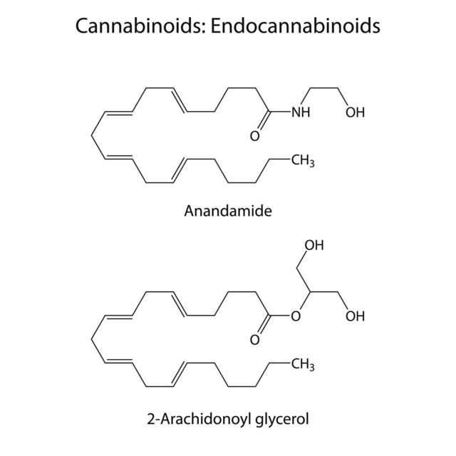 Estructura química de la anandamida y del 2-araquidonoil glicerol.