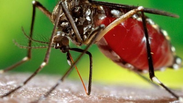 Le moustique vecteur de la dengue pique surtout pendant le jour.