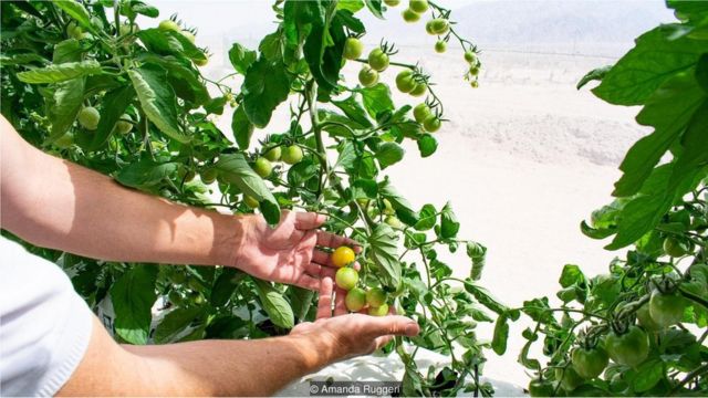 Berkebun Di Gurun A La Yordania Bagaimana Caranya Bbc News Indonesia
