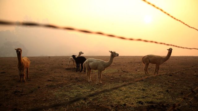 Spokes hangs over five llamas in a field