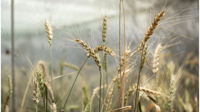 Пшеница, которую подвергли генному редактированию для создания сорта с большим размером зерна
