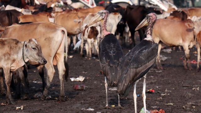 गौहत्या