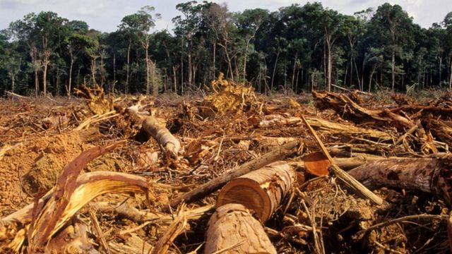 Pandemias e destruição florestal: qual a relação entre os dois