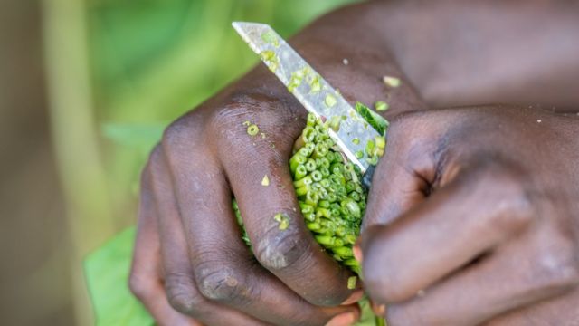 Régime alimentaire : ce qu'il faut savoir pour une bonne alimentation - BBC  News Afrique