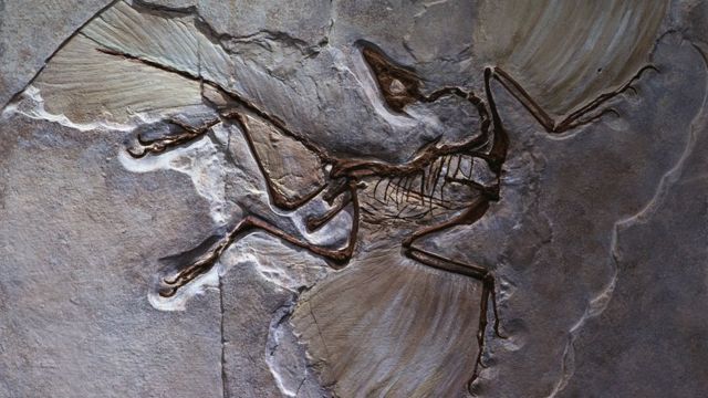 Fossil of primeval bird in stone