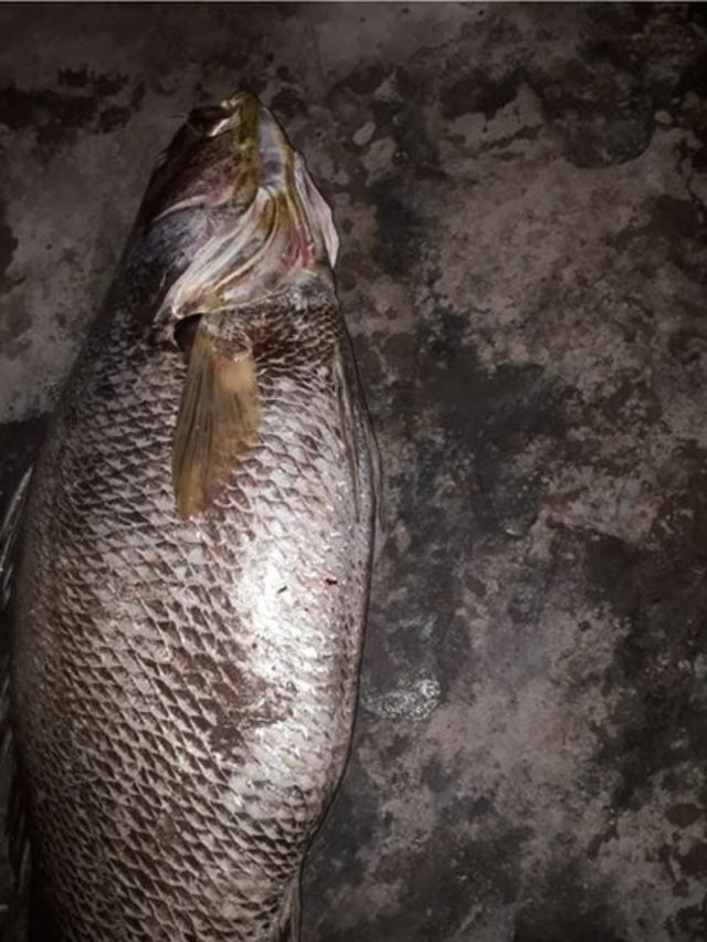 مچھلی، گوادر، بلوچستان، پاکستان