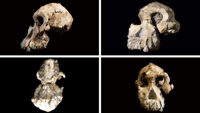 Four views on the nearly complete skull