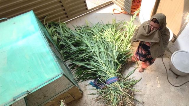 صائمہ بی بی