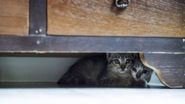 Gatos assustados se escondem debaixo de um móvel