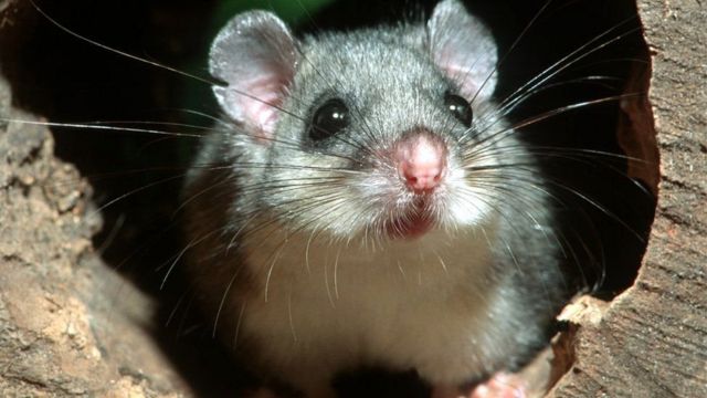 موش‌های خوراکی، غذای لذیذی در روم باستان بوده است.