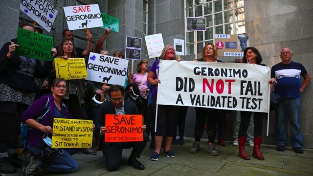 Geronimo The Alpaca Protesters March On Downing Street c News