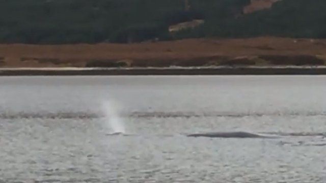 Sperm whale in Loch Eriboll