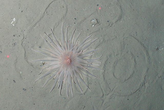 A beautiful anemone