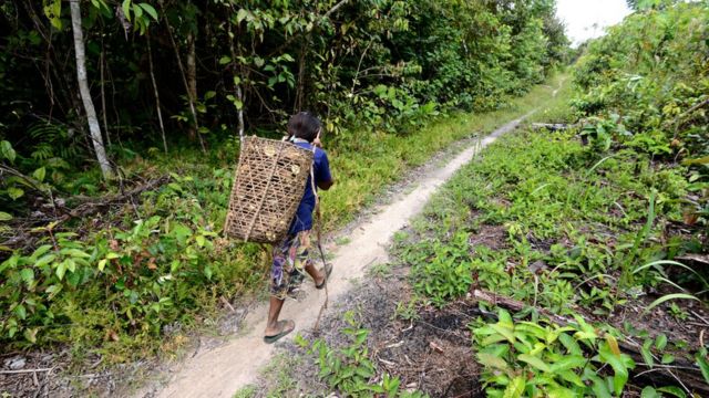 Jamamadi carrega cesta de palha nas costas em caminho pela mata