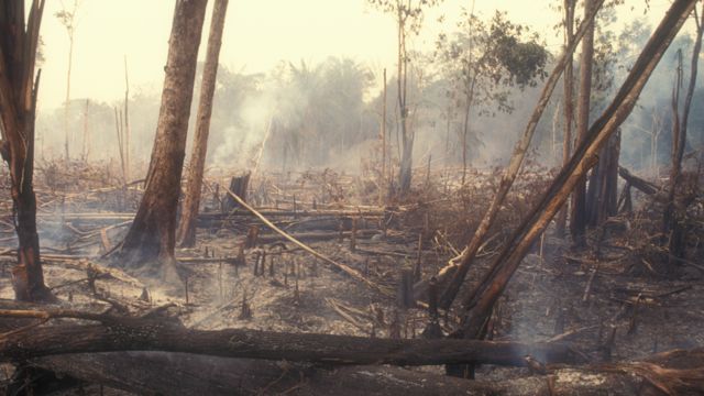 Árboles quemados en la selva amazónica