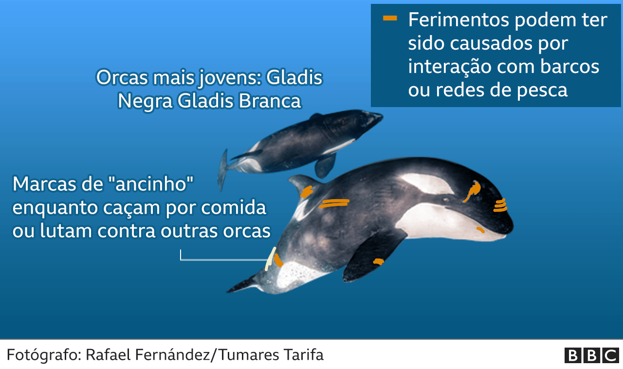 infografia das orcas atingidas