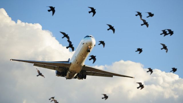 Aves volando cerca a un avión