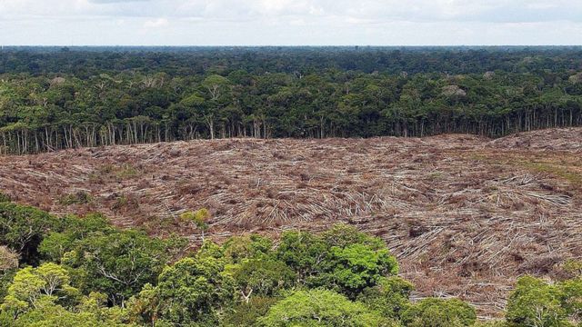 Foto de 2013 mostra área onde árvores foram derrubadas na Amazônia