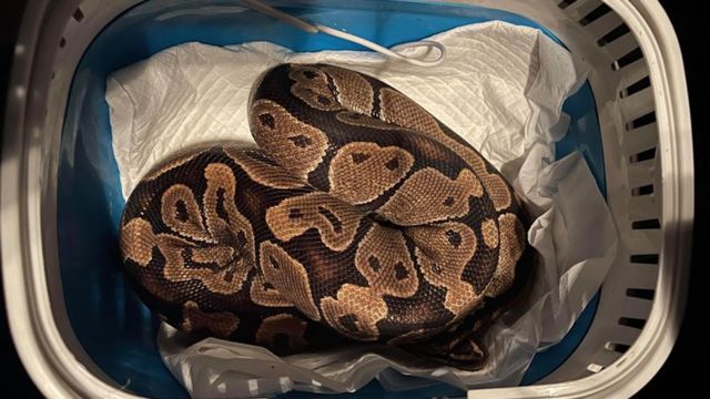 A small ball python snake soaking in a tub of water Stock Photo - Alamy