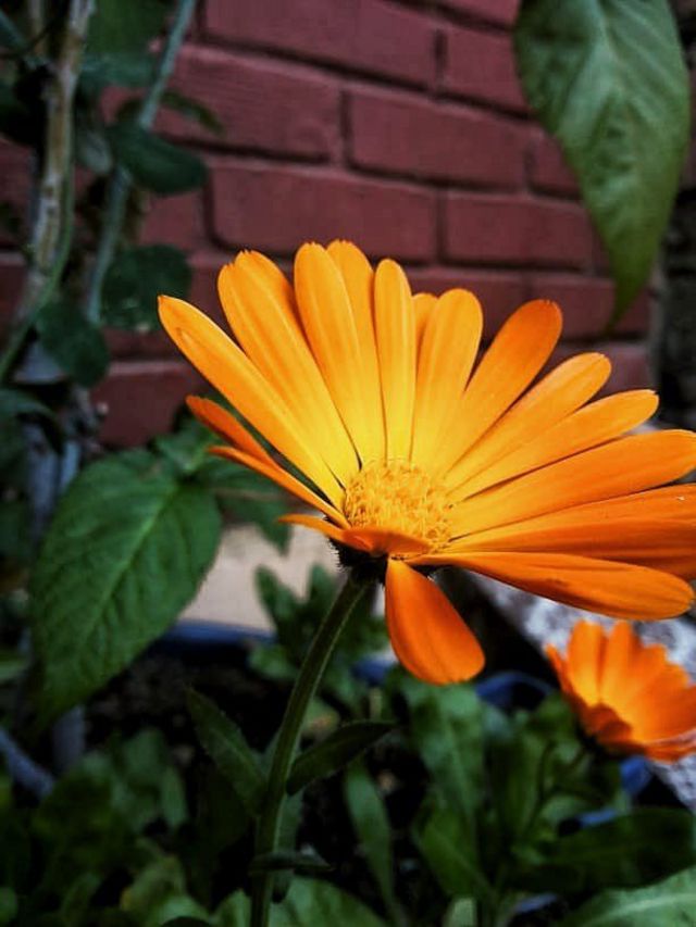 Tus fotos del jardín y un nuevo reto fotográfico para ti - BBC News Mundo Tus fotos del jardín y un nuevo reto fotográfico para ti - BBC News Mundo