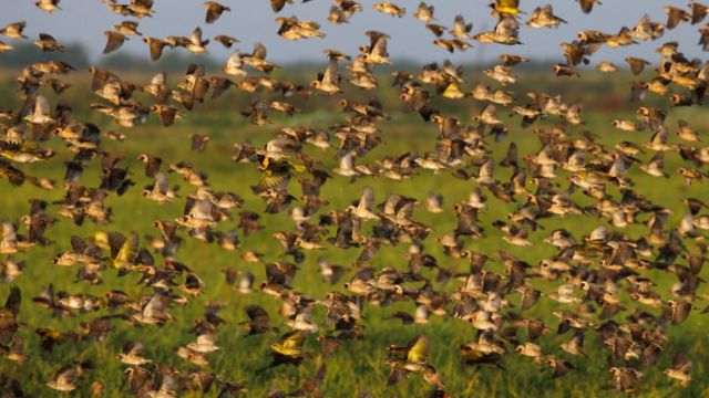 பறவை கூட்டம்