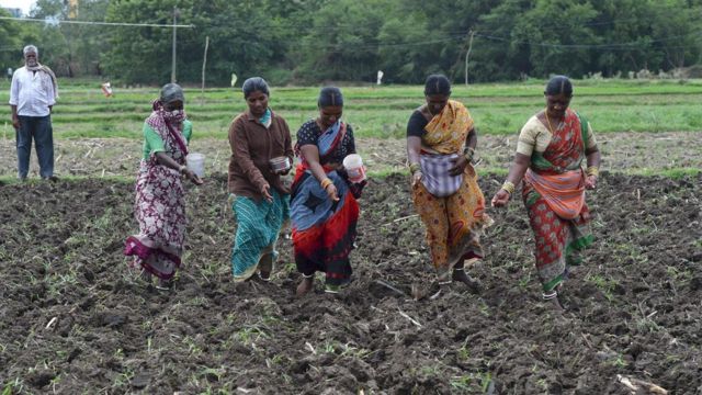 Mujeres sembrando en India