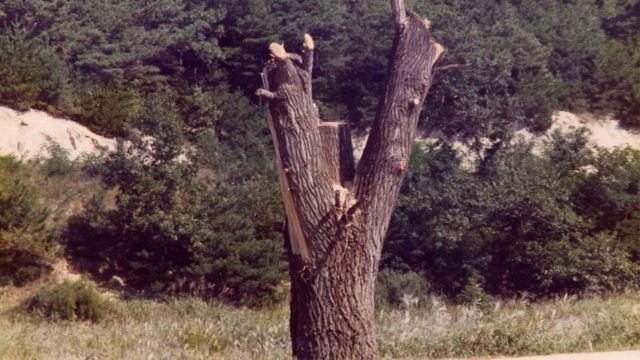 El árbol que estuvo a punto de disparar otra guerra en la Península de  Corea - BBC News Mundo