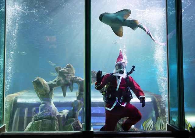 غواص يرتدي زي بابا نويل يسبح في عرض المحيط في حوض كبير للأسماك في بلاكبول، إنجلترا.