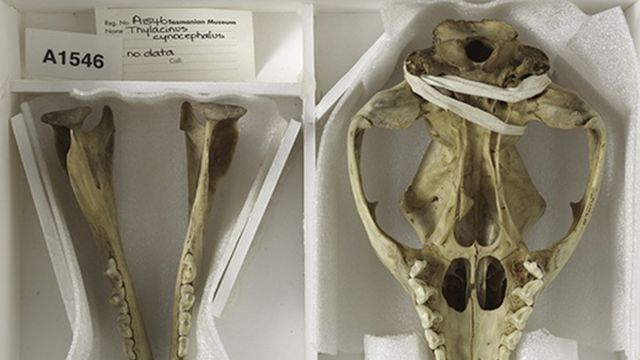 The skeleton of the last known Tasmanian tiger