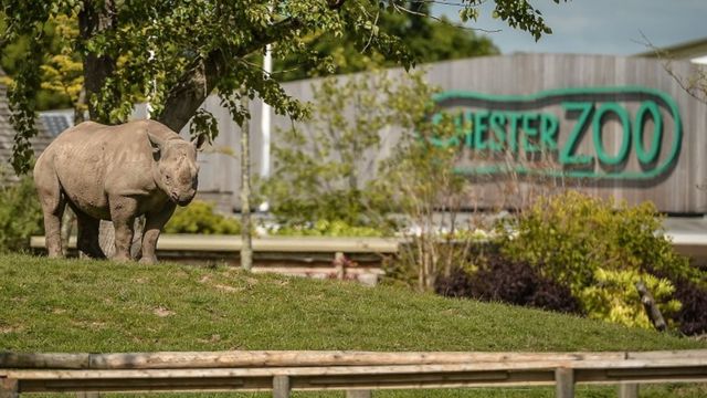 Coronavirus: Cost of lockdown puts Chester Zoo 'at risk of extinction' -  BBC News