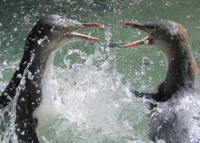 Pingüinos peleándose en el agua.