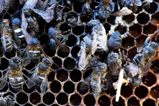 O que as abelhas podem ensinar aos economistas sobre o