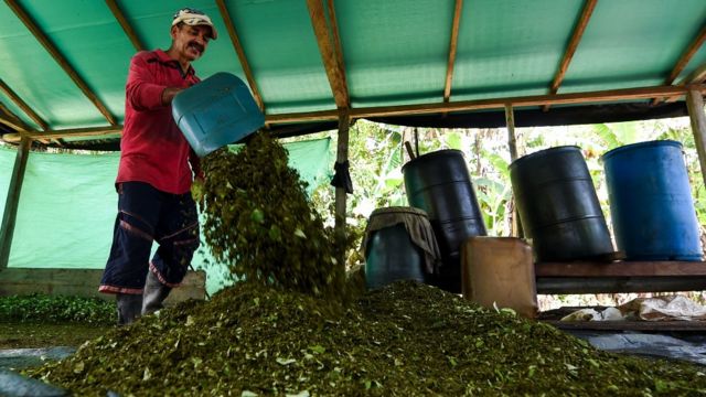 Exército quer combater o plantio de cocaína no lado brasileiro da