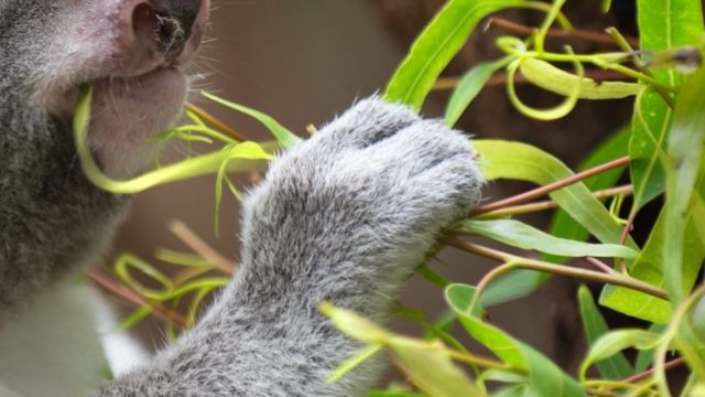 Greedy Koala Eats Nearly $4,000 Worth of Plants Meant for Others