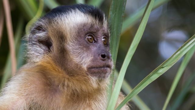 Se Matarem Macacos Mosquitos V O Atr S De Sangue Humano Como