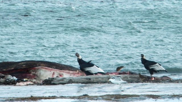 Cóndores alimentándose de los restos de una ballena filtradora