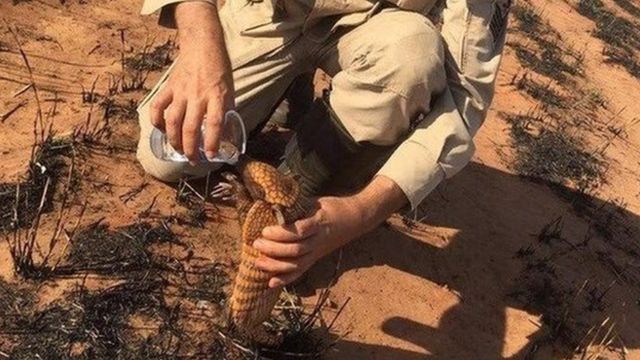 Un bombero da agua a un armadillo