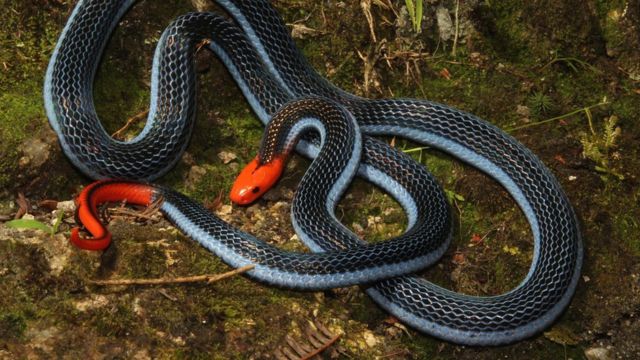 Veneno de uma das cobras mais mortais do mundo pode servir de analgésico,  diz pesquisa - BBC News Brasil