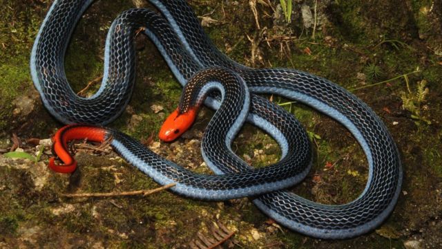 Serpente Azul De Cobra De Víbora Cabeça De Serpente De Víbora Foto