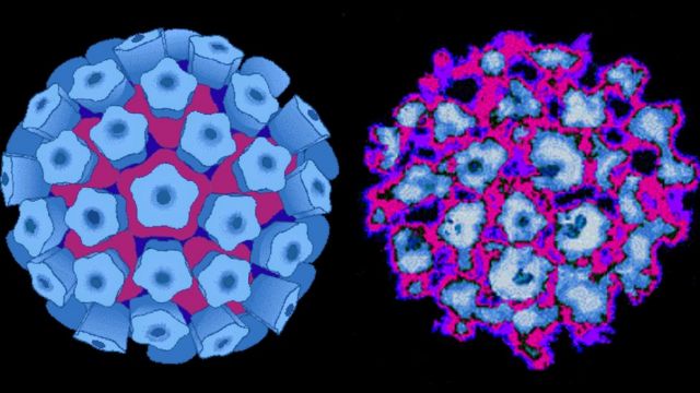 virus del papiloma leve papilloma virus herpes genitale