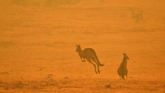 Una pareja de canguros entre el humo de los incendios en Snowy Valley, Comma en el sureste de Australia.
