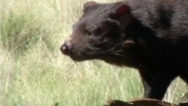 A healthy Tasmanian Devil