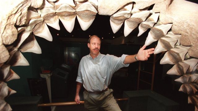 Denti Megalodon.