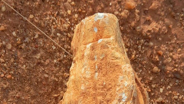 கல்மரம்